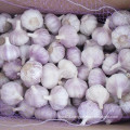 Fresh New Crop Normal White Garlic for Brazil Market